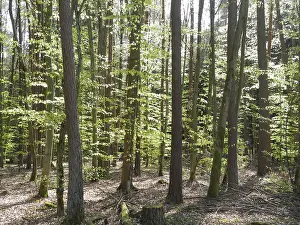 Forest Scenery Drucke: Spring forest, forest, nature, beech