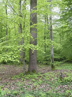 Springtime Landscape Photo Drucke: Spring forest, forest, nature, beech