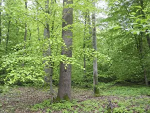 Forest Scenery Drucke: Spring forest, forest, nature, beech