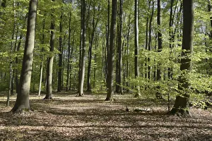 Forest Scenery Drucke: Spring forest, forest, nature, beech