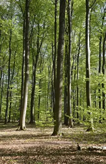 Deserted Woods Drucke: Spring forest, forest, nature, beech