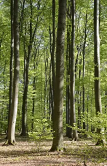 Forest Scenery Drucke: Spring forest, forest, nature, beech