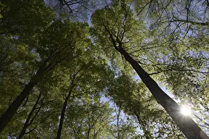 Deserted Deciduous Forest Scene Drucke: Spring forest, forest, nature, beech