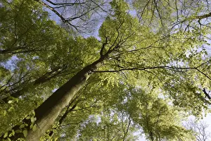 Beech Forest Scenery Drucke: Spring forest, forest, nature, beech