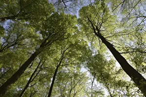 Deserted Beech Tree Forest Drucke: Spring forest, forest, nature, beech