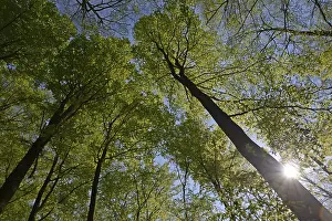 Deserted Beech Forest Drucke: Spring forest, forest, nature, beech