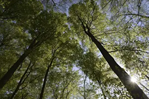 Beech Forest Scenery Drucke: Spring forest, forest, nature, beech