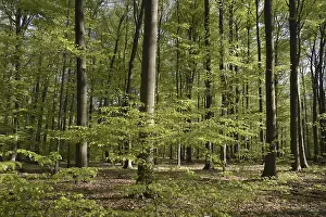 Nature Scenery Drucke: Spring forest, forest, nature, beech