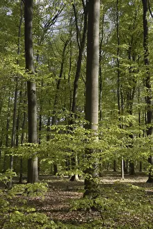 Wooded Countryside Drucke: Spring forest, forest, nature, beech