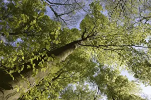 Deserted Beech Forest Drucke: Spring forest, forest, nature, beech