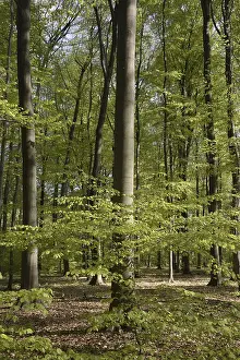 Deserted Woods Drucke: Spring forest, forest, nature, beech