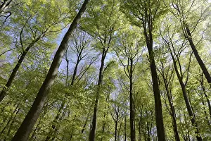 Beech Tree Forest Drucke: Spring forest, forest, nature, beech