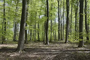 Beech Forest Drucke: Spring forest, forest, nature, beech