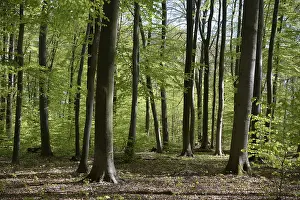 Beech Forest Drucke: Spring forest, forest, nature, beech