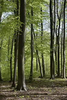 Beech Forest Drucke: Spring forest, forest, nature, beech