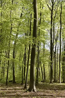 Deserted Woods Drucke: Spring forest, forest, nature, beech