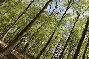 Beech Forest Drucke: Spring forest, forest, nature, beech