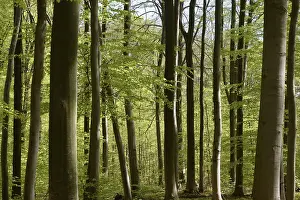 Deserted Woods Drucke: Spring forest, forest, nature, beech