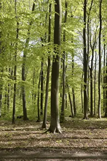 Deserted Woods Drucke: Spring forest, forest, nature, beech