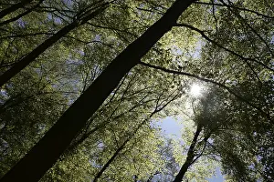 Open Air Landscapes Drucke: Spring forest, forest, nature, beech