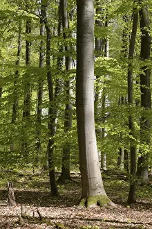 Beech Forest Drucke: Spring forest, forest, nature, beech