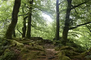 Beech Tree Forest Drucke: Spring forest, forest, nature, beech