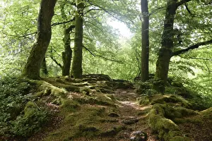 Beech Tree Forest Drucke: Spring forest, forest, nature, beech