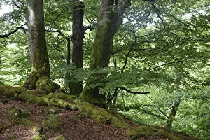 Frühlingswald, Wald, Natur, Buche.