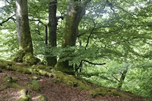 Beech Tree Forest Drucke: Spring forest, forest, nature, beech