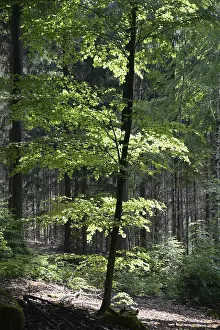 Beech Forest Drucke: Spring forest, forest, nature, beech