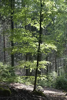 Beech Forest Drucke: Spring forest, forest, nature, beech