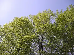 Wooded Countryside Views Drucke: Spring forest, forest, nature, spring