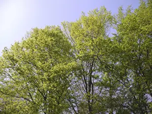 Green Forest Scenery Drucke: Spring forest, forest, nature, spring