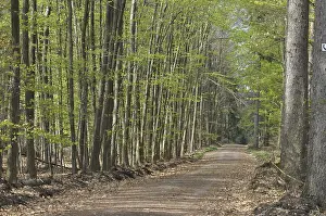 Beech Forest Scenery Drucke: Spring forest, forest, path, forest path