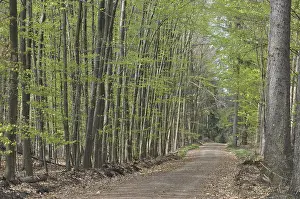 Forest Track Photography Drucke: Spring forest, forest, path, forest path