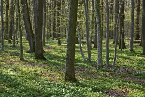 Spring Blooming Trees Drucke: Spring forest with green background