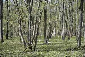 Franconia Nature Photography Drucke: Spring, forest, spring, landscape