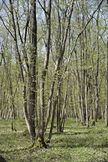 Bavarian Countryside Landscapes Drucke: Spring, forest, spring, landscape