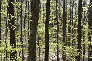 Southern Germany Woods Drucke: Spring, forest, spring, landscape