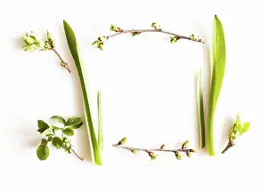 White Background Plants Drucke: Spring greenery plants over white background