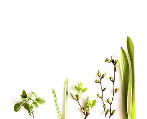 Isolated White Background Image Drucke: Spring greenery plants over white background