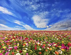 Wildflower Photography Drucke: Spring in Israel. Cirrus thin clouds
