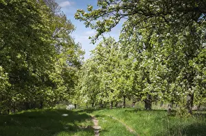 Agricultural Crop Plantation Drucke: Spring, landscape, meadow orchard