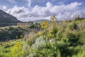 Segesta Temple Drucke: Spring landscape with the temple of Segesta