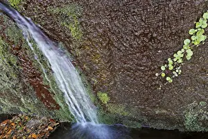Madeira Waterfall Drucke: A spring at the Levada to the Risco waterfall