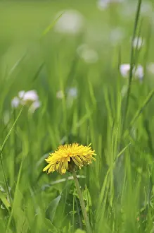Wildflower Close Up Drucke: Spring meadow