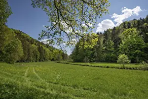 Spring Meadow Germany Drucke: Spring meadow with river course in AuseBtal
