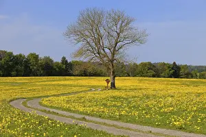 Bavaria Meadow Drucke: Spring meadow with tree, Aitrang