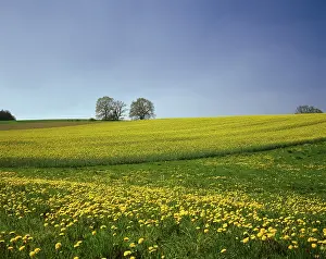 Deserted Field Europe Drucke: Spring meadow in Upper Bavaria Germany