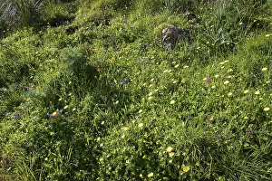 Zingaro National Park Drucke: Spring meadow, various flowers